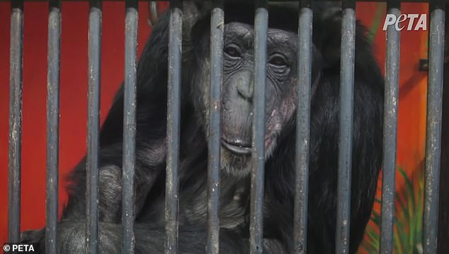 Many of the chimpanzees were imprisoned at the facility for more than 20 years.