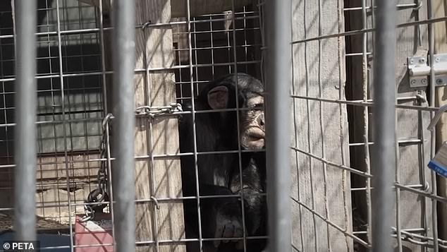Although consumers were unaware of the abuse and terrible conditions these great apes lived in at the Missouri Primate Foundation before PETA shut it down in 2021.