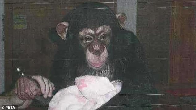 Sixteen chimpanzees lived at the facility (many were born and raised there) before PETA rescued them and relocated them to an animal sanctuary in Florida.  One such sanctuary is Save the Chimps.