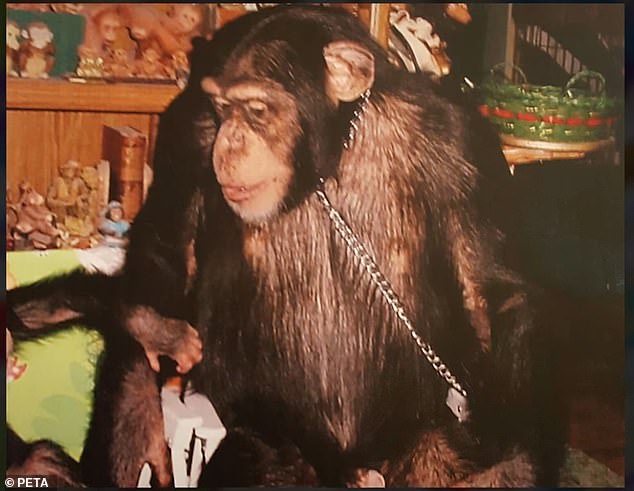 A chimpanzee at the Missouri Primate Foundation with a chain around its neck.
