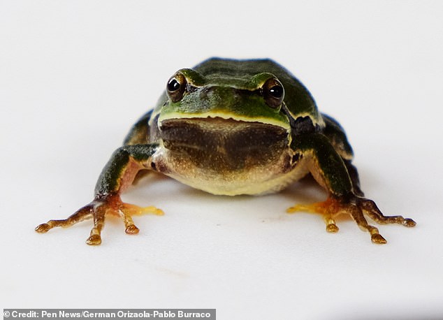 Researchers believe the frogs are darker due to radiation.