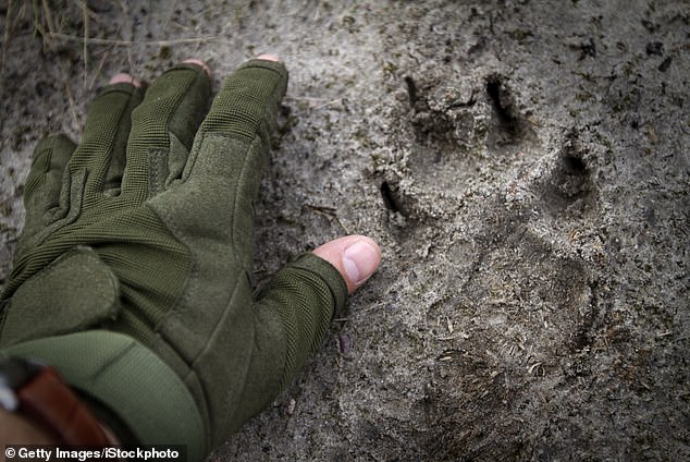 Wolf tracks near Chernobyl