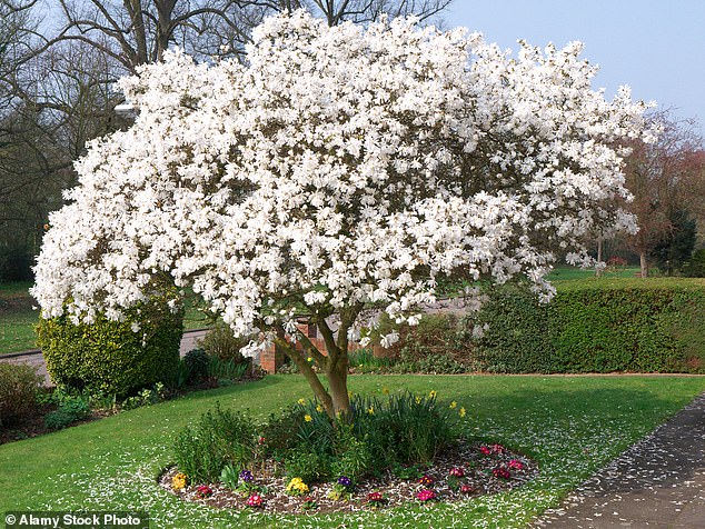 In addition to having beautiful flowers, scientists discovered that magnolia (pictured) is the perfect wood for making satellites, as it is strong and easy to work with.