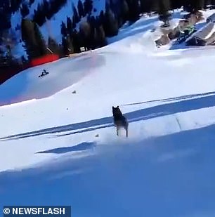 Police are hunting a man who filmed himself laughing as he chased a terrified wolf down a slope where he then crashed into a safety net while trying to flee.