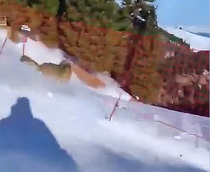The wolf is seen losing balance and crashing into a net on the ski slope.