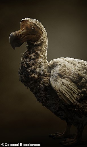 The dodo gets its name from the Portuguese word for 