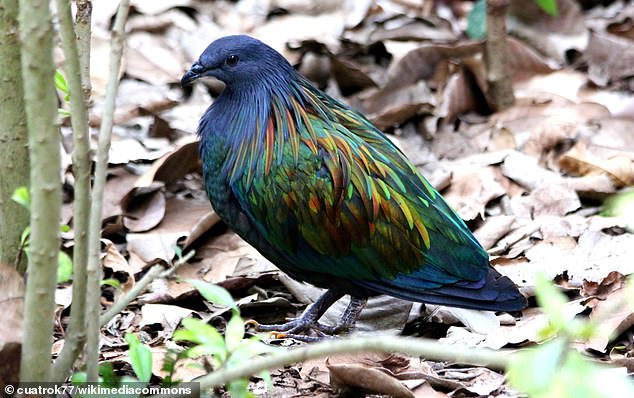 The Nicobar pigeon (pictured) is the closest living relative of the dodo, found on India's Andaman and Nicobar Islands.