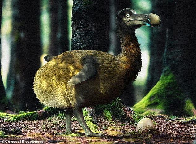Most people believe that the dodo was a fat, gangly bird, but since it has been extinct since the late 17th century, no one knows exactly what the dodo looked like.