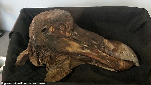 Pictured is part of the 'Oxford dodo', the only surviving remains of dodo soft tissue existing anywhere in the world.