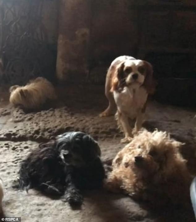 All of the dogs were popular small and medium-sized breeds, such as Cavalier King Charles Spaniels. One, named Winston, was missing one eye and had cancer in the other. He had other health problems and had to be put to sleep (pictured, the dogs on the kitchen floor).