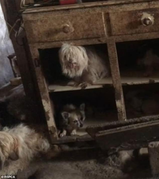 There were so many animals in the dingy house that the dogs were forced to search for any available space. There was dirt scattered on the walls and excrement, mixed with hair and the dirt had hardened on the floor, making it uneven (pictured)