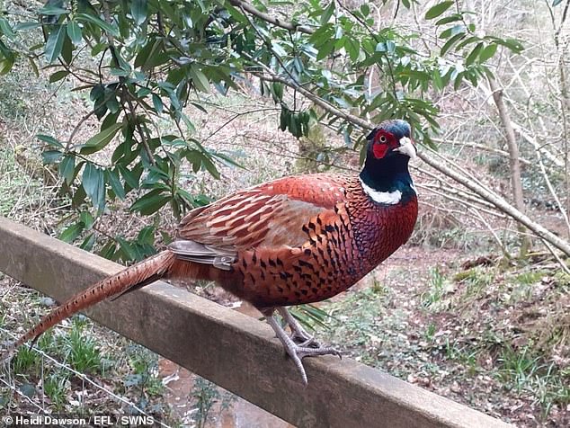 Gemma said she is also free to talk to wild animals if she feels they are in danger, including this pheasant she spiritually healed.