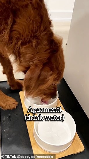 'Aguamenti' means 'drink water'