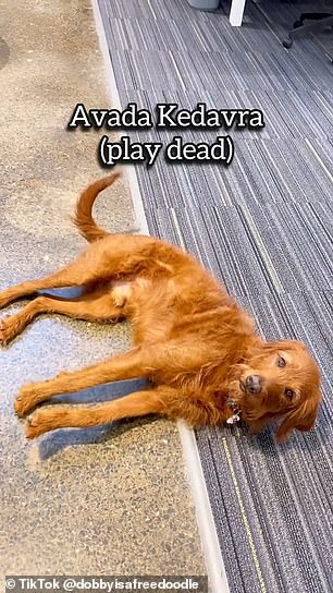 Audriana uses terms including 'accio' to mean 'come' and 'avada kedavra' to 'play dead', with her labradoodle always following her attentively.