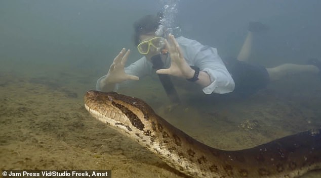 Incredible footage shows Dutch biologist Professor Freek Vonk swimming alongside huge anaconda