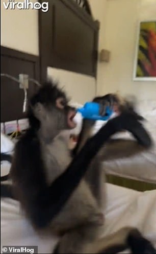 Later, one of the monkeys jumps on the bed and holds his vaporizer close to his mouth.