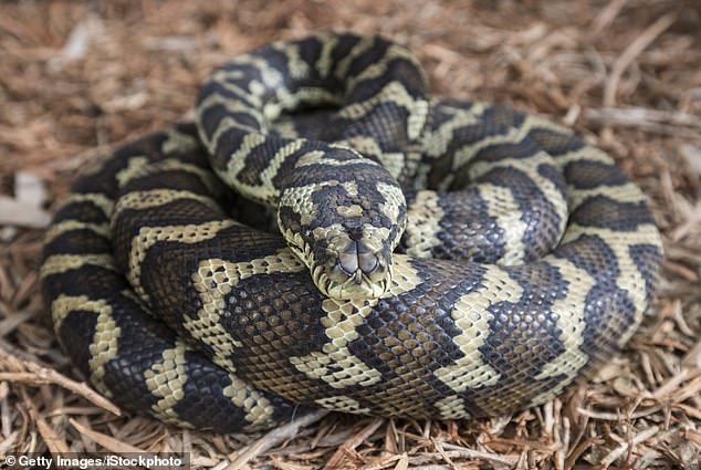 Pythons are especially active in late summer, eating as much as they can before winter, when their metabolism drops along with the temperature (pictured, carpet python).