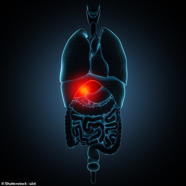 The liver is the only solid organ that can use a regenerative mechanism to return to its full capacity after being damaged.
