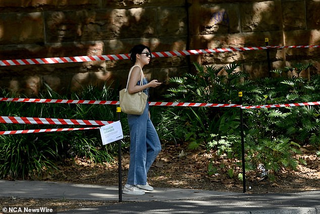 A pedestrian criticized the move to tape off trees saying it would do little to protect those using the footpath (pictured, cordoned off areas on a Sydney footpath)