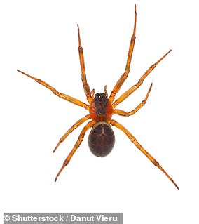 In the photo: a noble false widow spider