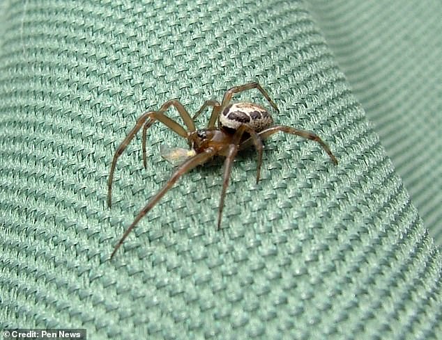 The noble false widow is 