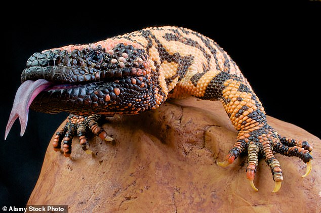 Gila monster bites are not fatal, but its jaws are so strong that one pet store recommends holding the animal under water or spraying hand sanitizer in its mouth to loosen it.