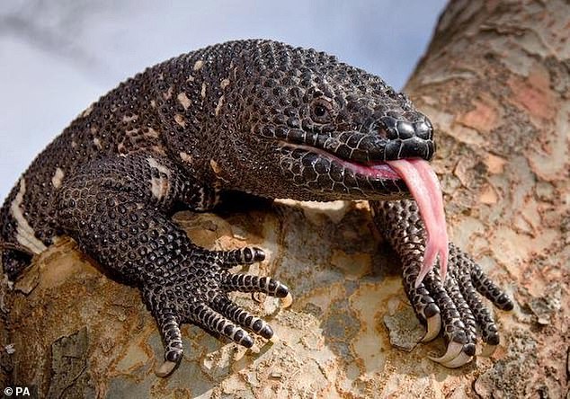 The Gila monster is unique among North American lizards for its venom, which it secretes through its lower jaw.