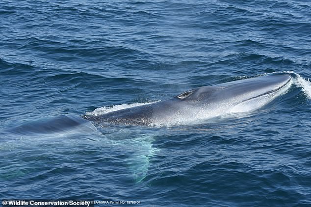 The fin whale is a baleen whale, meaning it feeds on small fish and tiny marine invertebrates such as krill, filtering them through its enormous comb-like baleen plates.