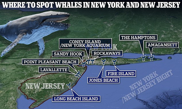 The New York Aquarium compiled this list of the 10 best places to watch whales from shore in New York and New Jersey.  Most land-based observers will see humpback whales and bottlenose dolphins, as fin whales tend to be further out to sea.