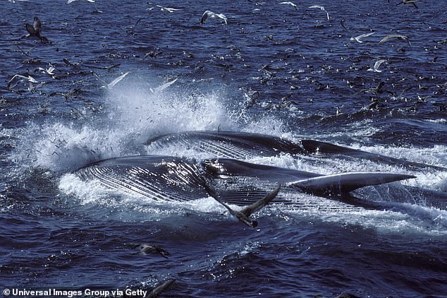 When fin whales feed, seabirds tend to flock to the location, relying on the whales to spot schools of fish that can swoop in and explode.