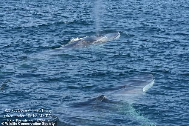 Groups of fin whales live year-round in the New York Bight. Females may migrate to colder waters to teach their young to feed in the summer, but at least some males remain in the waters around New York and New Jersey year-round.