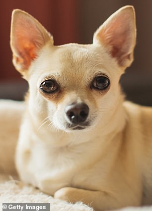 Two people said the chihuahua fighter was the one they were most afraid of dealing with
