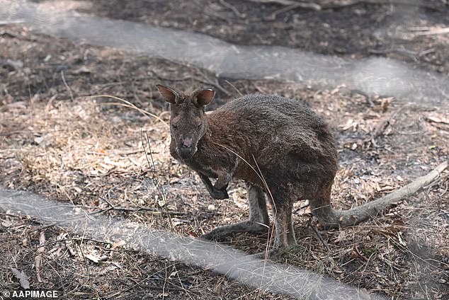 It comes just a week after 44 homes were tragically destroyed in Pomonal and Dadswell Bridge, about 60 kilometers west of the fire, by bushfires last week (pictured, burnt kangaroo).