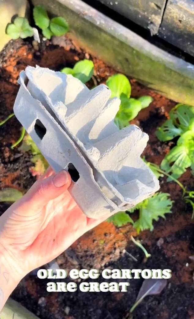 The content creator also says that egg cartons are also a great option for seed trays as they are compostable so there is no need to make holes in the bottom for drainage.