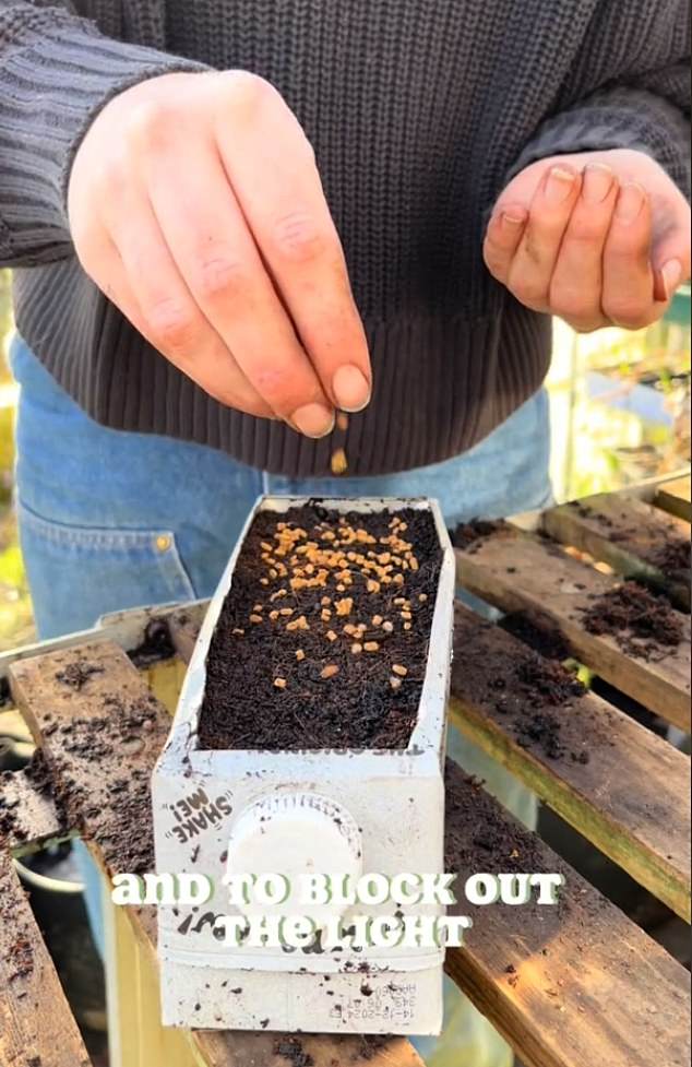 Milk cartons are a great item to reuse, especially for microgreens like fenugreek seeds, according to this gardening enthusiast.