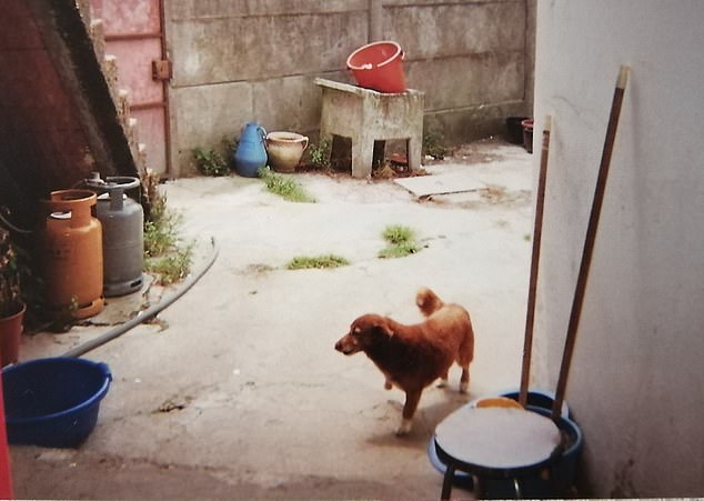 Some observers noted that Bobi had white paws in old photographs, while they were brown when he died. The image is said to show Bobi in 1999.