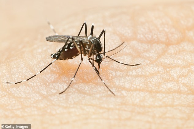 Dengue is transmitted by mosquitoes and the virus infects blood vessels.