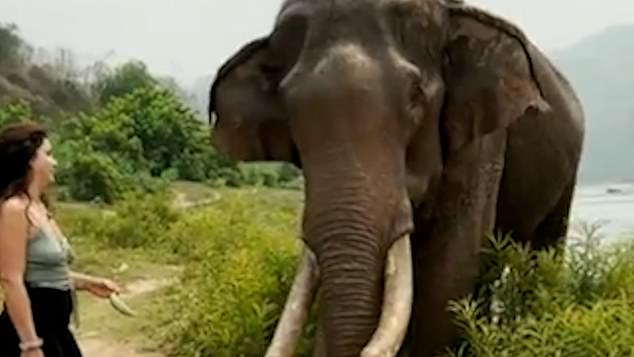 A video has emerged online showing a woman in an unidentified Indian forest teasing an elephant through some plants with a banana, before the elephant attacks her.