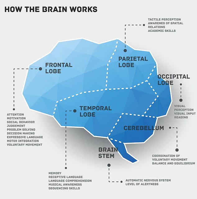 95% of right-handed people and two-thirds of left-handed people use the left side of the brain's frontal and temporal lobes to process speech.  The remaining third of left-handers have right-brain predominance.  When there is damage to this portion of the brain, speech and language suffer.
