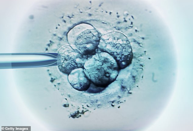 Embryo selection for IVF shown under optical micrograph: Treatment overwhelmingly popular among Americans