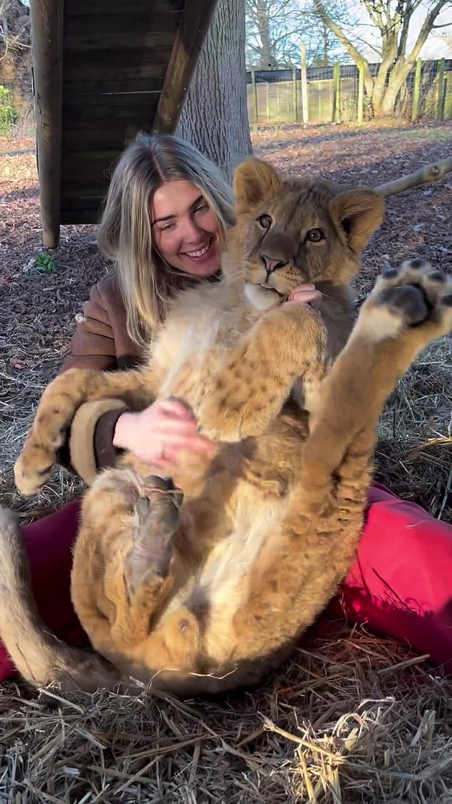Freya, 20, shared a video of her hugging Zemo (pictured), a lion cub at her father Damian's wildlife park in Kent.
