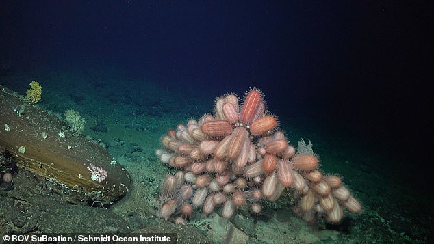 A bright red fish known as Chaunax was seen at a depth of 1,388 metres, while Oblong Dermechinus urchins (pictured) were documented at 516 metres.