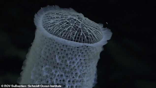 Other new creatures discovered during the dive include a net-like sponge (pictured), a spiral coral and a spiky hedgehog.