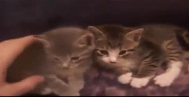 In the show, Magnotta films himself putting two kittens in a translucent plastic bag, turns on a vacuum cleaner, and sucks out all the air.  He continued filming while the creatures suffered.