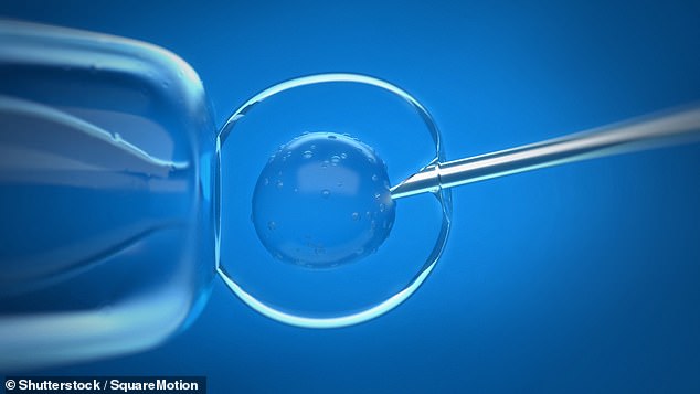 In vitro fertilization involves removing eggs from the woman's ovaries, fertilizing them outside the uterus, and implanting them in the woman's uterus. [Stock image]