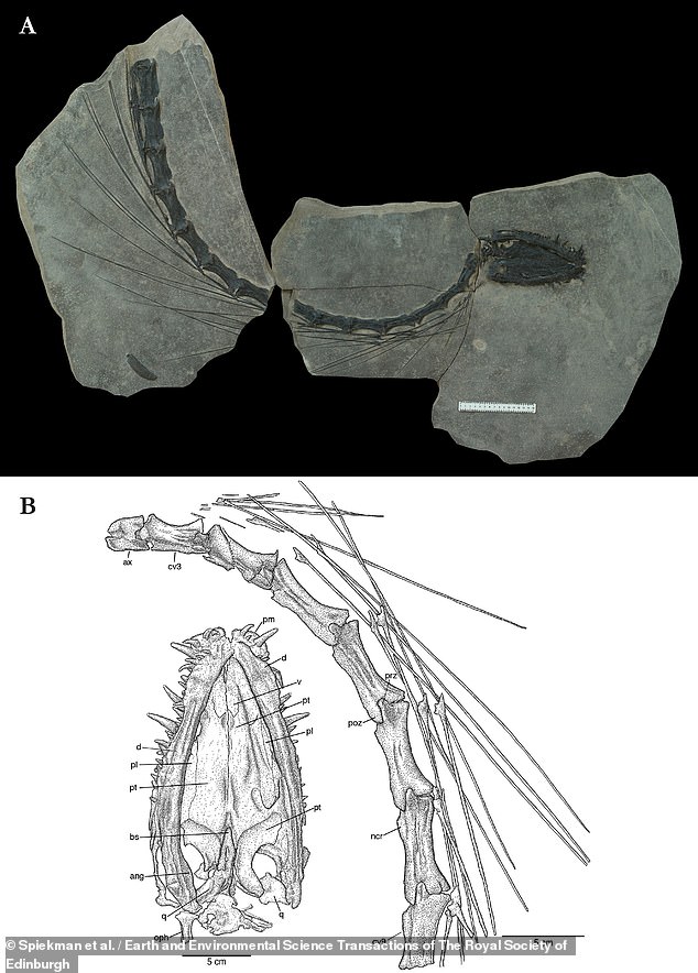 The well-preserved remains of Dinocephalosaurus orientalis show its long neck, complete with 32 vertebrae. The neck of this aquatic reptile was longer than its tail and body combined.