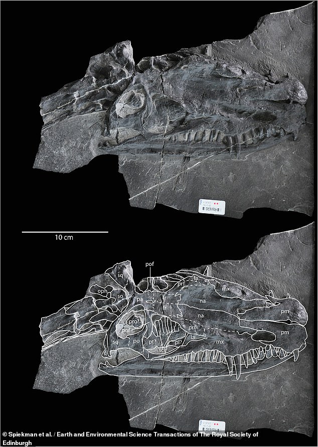 This is the holotype of Dinocephalosaurus orientalis, a well-preserved specimen that shows its features so clearly that other identifications can be made from it. The animal's sharp teeth, which extend beyond its jaw, were clearly adept at catching prey.