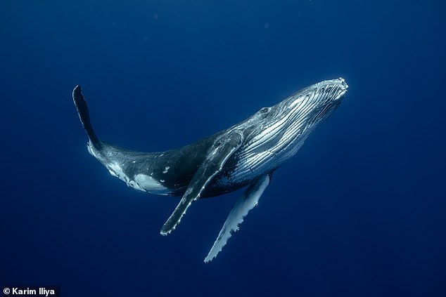 Whale song travels long distances, but can be drowned out by ship engines and other human activities.