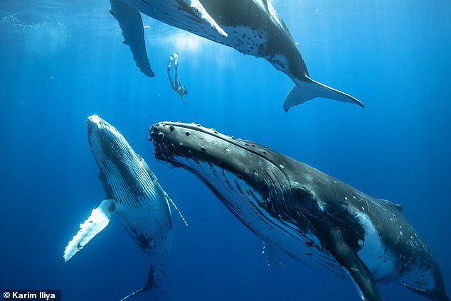 Three young humpback whales swim with a diver. The special vocal structure of baleen whales allows them to sing for long periods of time without having to breathe and without choking.