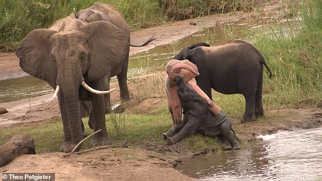 A safari operator in South Africa captured footage of this rare young pink elephant (centre) jumping and playing with its young gray companions at a waterhole in Kruger National Park.